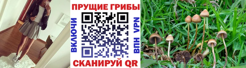 ОМГ ОМГ ТОР  Гдов  Псилоцибиновые грибы Psilocybe 